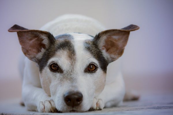 Zo combineer je een hond met je werk